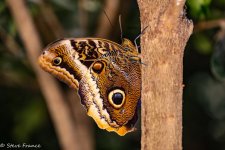02-10-2022 Butterfly World 6.jpg