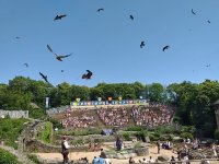 Puy du Fou Lots of Birds.jpg