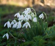 More-Snowdrops.jpg More-Snowdrops.jpg