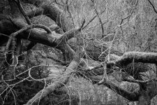 DSC04606-M.jpg DSC04606-M.jpg