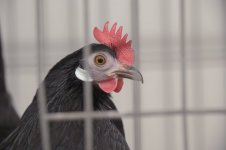 _7823658.jpg _7823658.jpg