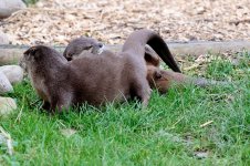 Snappers choice small.jpg