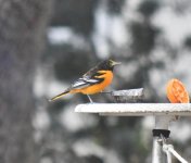 BO_DSC_0102_LR.jpg BO_DSC_0102_LR.jpg