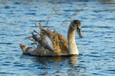 DSC_7945_tp.jpg DSC_7945_tp.jpg