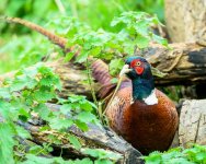 DSC_8070_tp.jpg DSC_8070_tp.jpg