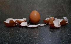 0006 Egg.jpg 0006 Egg.jpg
