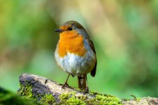 DSC_8604.jpg DSC_8604.jpg