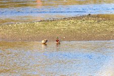 IMG_4982-2.jpg IMG_4982-2.jpg