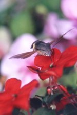 Hummingbird Hawkmoth_resize_8.jpg Hummingbird Hawkmoth_resize_8.jpg