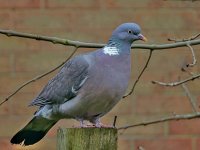 P1050008 edited.jpg P1050008 edited.jpg