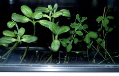 Triffid.jpg Triffid.jpg