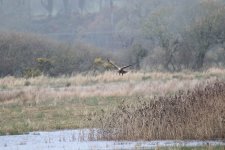 Medeshead Harrier Full.jpg
