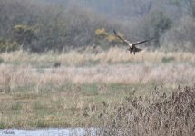 Medeshead Harrier Crop.jpg