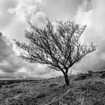 008 Lone Tree 01-2510 PS Adj B&W.JPG 008 Lone Tree 01-2510 PS Adj B&W.JPG
