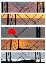 Birland 61_large.jpg