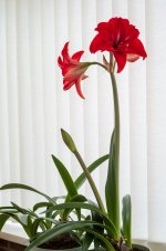 001 Mrs T's Triffid Blooming Late 01-1004857 PS Adj Upload.JPG