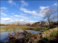 Tree and flooded Meadow Clyst St Mary FZ82 P1010419.jpeg