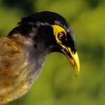 Worm 1.jpg Worm 1.jpg