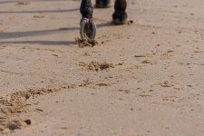 Copy - Week 15 - Snapper's Choice (1 of 1).jpg Copy - Week 15 - Snapper's Choice (1 of 1).jpg