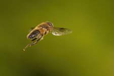 5P8A8397v1024.jpg 5P8A8397v1024.jpg