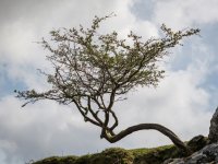 007 Lone Tree 02-1001150 PS Adj.JPG