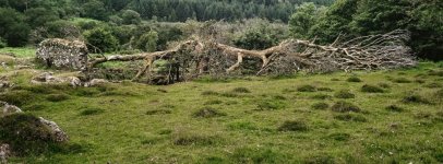 40 Broni PANO 03 Split Tree in Deancombe-39250010 PS Adj.jpg