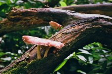 08440009_Adj Wood mushroom.jpg