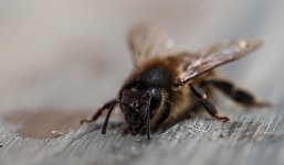 P4280099 (1).jpg P4280099 (1).jpg