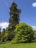 Compton Verney - Very Big Tree.jpg Compton Verney - Very Big Tree.jpg
