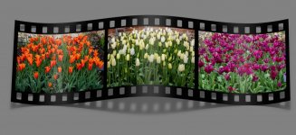 Tulips.jpg Tulips.jpg