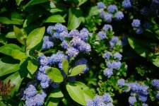 DSCF9387.jpeg DSCF9387.jpeg