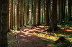 edit forest path at Keilder forum save.jpg