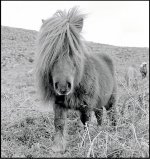 Dartmoor pony OM1 1992 99-21.jpg