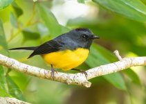R7_C8084 Slate-throated Whitestart-Enhanced-NR.jpg