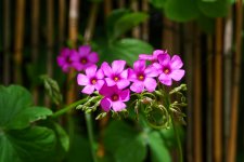 S5M2_P1153273_11-05-22_EDIT.jpeg S5M2_P1153273_11-05-22_EDIT.jpeg