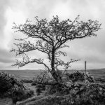 003a Lone Tree 01-8591 PS Adj B&W.JPG 003a Lone Tree 01-8591 PS Adj B&W.JPG