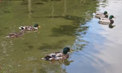 P5253752-c.jpg P5253752-c.jpg