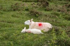 003 Spring Lamb 01-8687 PS Adj.JPG 003 Spring Lamb 01-8687 PS Adj.JPG