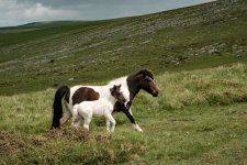 012 Spring Pony Foal 01-8708 PS Adj.JPG 012 Spring Pony Foal 01-8708 PS Adj.JPG