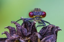 damsel7v1024.jpg damsel7v1024.jpg