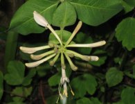 honeysuckle.jpg honeysuckle.jpg