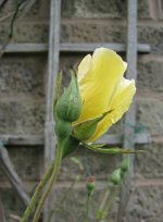 yellow_rose.jpg yellow_rose.jpg