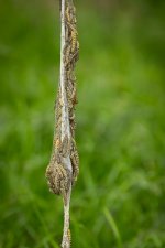 Week 22 - Critters.jpg Week 22 - Critters.jpg