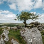 030 Lone Tree on Heckwood Tor 01-2622 PS Adj.JPG 030 Lone Tree on Heckwood Tor 01-2622 PS Adj.JPG
