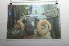 _7514184.jpg _7514184.jpg