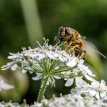 P1100528.jpg P1100528.jpg