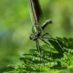 P1100578.jpg P1100578.jpg