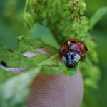 P1100642.jpg P1100642.jpg