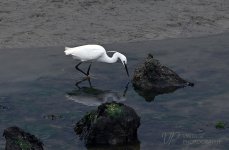 EGRET-1-low.jpg