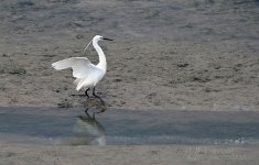 EGRET-2-LOW.jpg